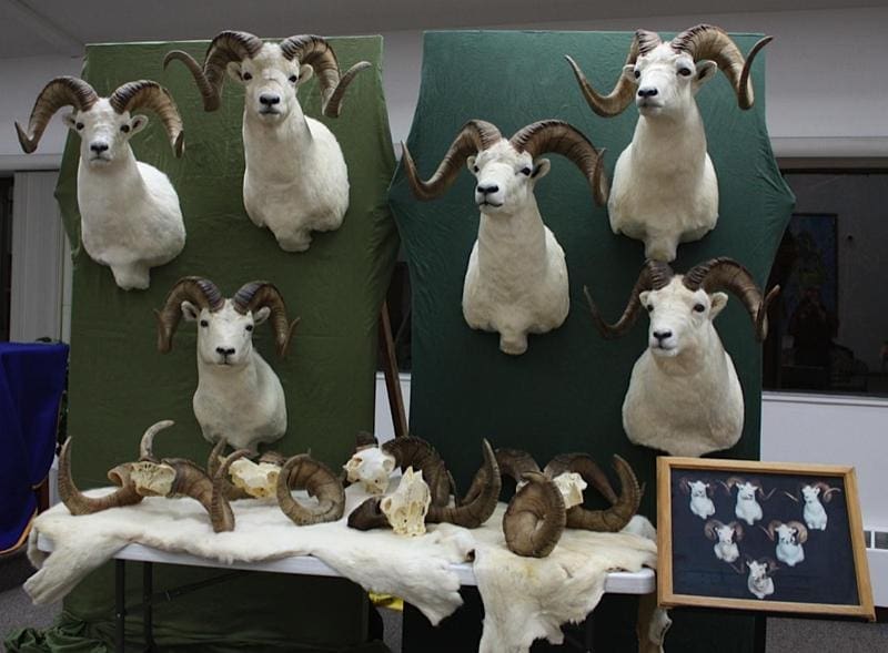 Sheep Display